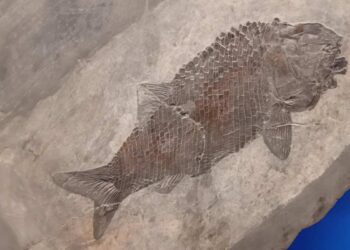 Besano, escursione sulle tracce dei fossili: domenica 5 ottobre visita guidata agli scavi e al museo