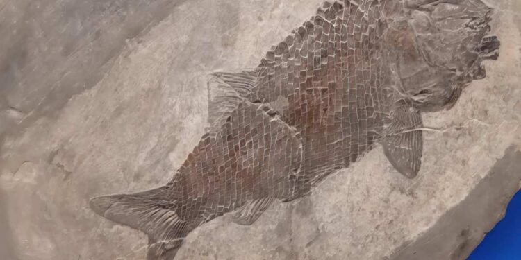 Besano, escursione sulle tracce dei fossili: domenica 5 ottobre visita guidata agli scavi e al museo