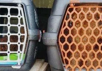 Brescia: sequestrati cuccioli trasportati senza passaporto