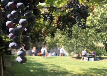 Trentino, 20esima edizione di DiVin Ottobre con cinque weekend tra foliage, camminate e gusto