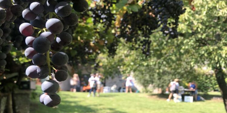 Trentino, 20esima edizione di DiVin Ottobre con cinque weekend tra foliage, camminate e gusto