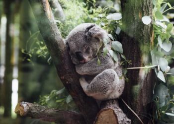 In Australia vaccineranno i koala contro la clamidia