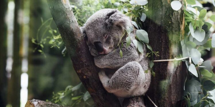 In Australia vaccineranno i koala contro la clamidia