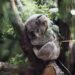 In Australia vaccineranno i koala contro la clamidia