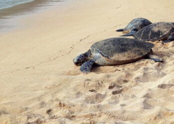 VIDEO | Schiusa nella notte a Riccione, nascono 21 tartarughine