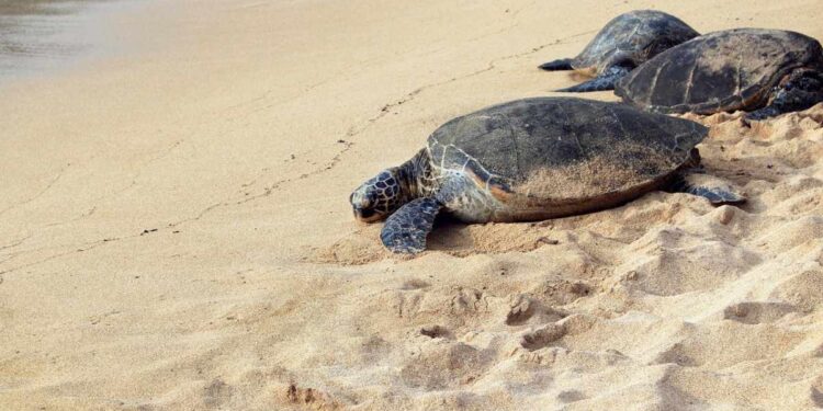 VIDEO | Schiusa nella notte a Riccione, nascono 21 tartarughine