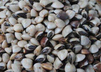 È moria di vongole nel mar Adriatico, arrivano gli ‘acquacoltori’