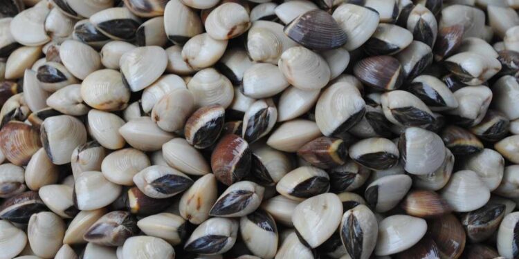È moria di vongole nel mar Adriatico, arrivano gli ‘acquacoltori’