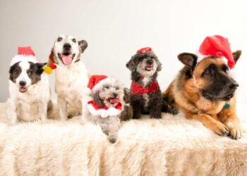 La Nuova iniziativa del Comune di Venticano: Adotta un cane e ricevi un contributo di 300€!