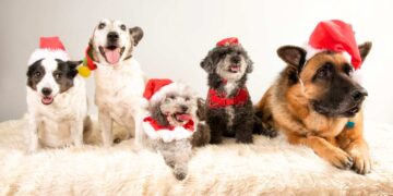 La Nuova iniziativa del Comune di Venticano: Adotta un cane e ricevi un contributo di 300€!