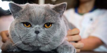 A PAESTUM l’Esposizione Internazionale Felina “PAESTUM CAT SHOW” special Love Edition