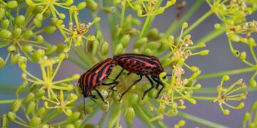 Trappola naturale per cimici: come eliminarle in modo efficace e senza pesticidi