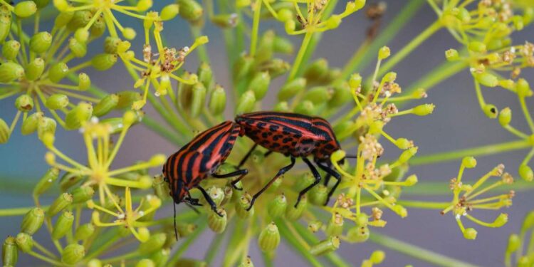 Trappola naturale per cimici: come eliminarle in modo efficace e senza pesticidi