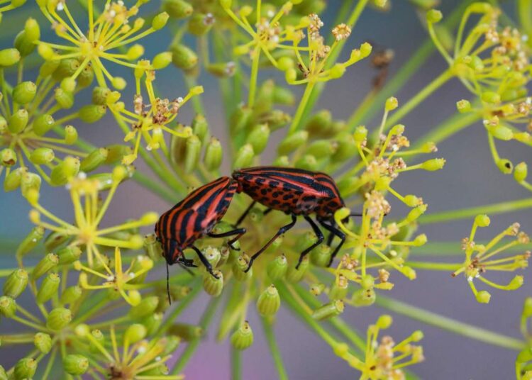 Trappola naturale per cimici: come eliminarle in modo efficace e senza pesticidi