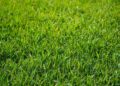 Operazione estate verde: Come preparare il prato per la stagione calda