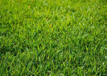 Operazione estate verde: Come preparare il prato per la stagione calda