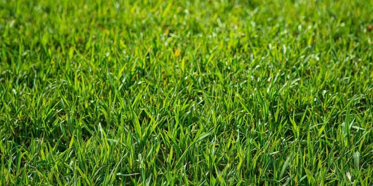 Operazione estate verde: Come preparare il prato per la stagione calda