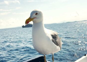 “IL PESCATORE E IL GABBIANO”, A ISCHIA L’INCREDIBILE AMICIZIA TRA DOMENICO SCHIANO E PASQUALE