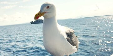 “IL PESCATORE E IL GABBIANO”, A ISCHIA L’INCREDIBILE AMICIZIA TRA DOMENICO SCHIANO E PASQUALE