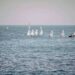 Centro Nautico di Levante, dove la vela diventa formazione e cultura del mare
