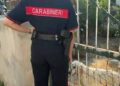 Sisma Campi Flegrei, intervento dei Carabinieri: tratto in salvo un cane, ora è affidato all’Asl