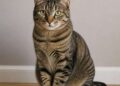 Come prendersi cura di un gatto in casa: tutto quello che devi sapere