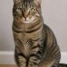 Come prendersi cura di un gatto in casa: tutto quello che devi sapere