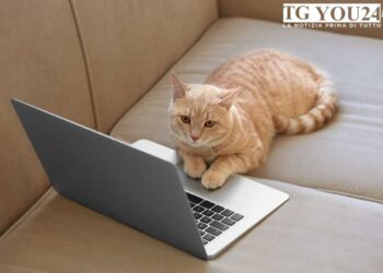 Cosa possono mangiare cani e gatti? Alimenti sicuri e cibi da evitare