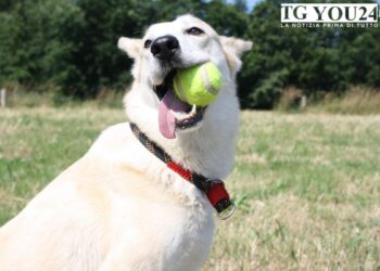 Giochi per cani da fare in casa: 7 idee per stimolare il tuo amico a quattro zampe