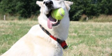 Giochi per cani da fare in casa: 7 idee per stimolare il tuo amico a quattro zampe
