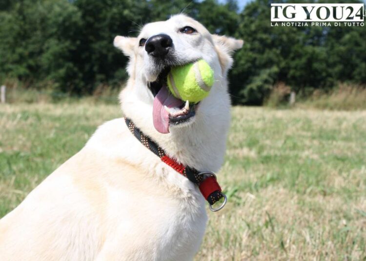 Giochi per cani da fare in casa: 7 idee per stimolare il tuo amico a quattro zampe