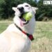Giochi per cani da fare in casa: 7 idee per stimolare il tuo amico a quattro zampe