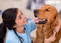 Quando portare il cane o il gatto dal veterinario: i segnali da non sottovalutare