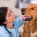 Quando portare il cane o il gatto dal veterinario: i segnali da non sottovalutare